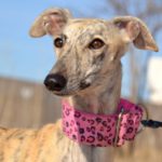 Photo de MENCIA, un lévrier à adopté