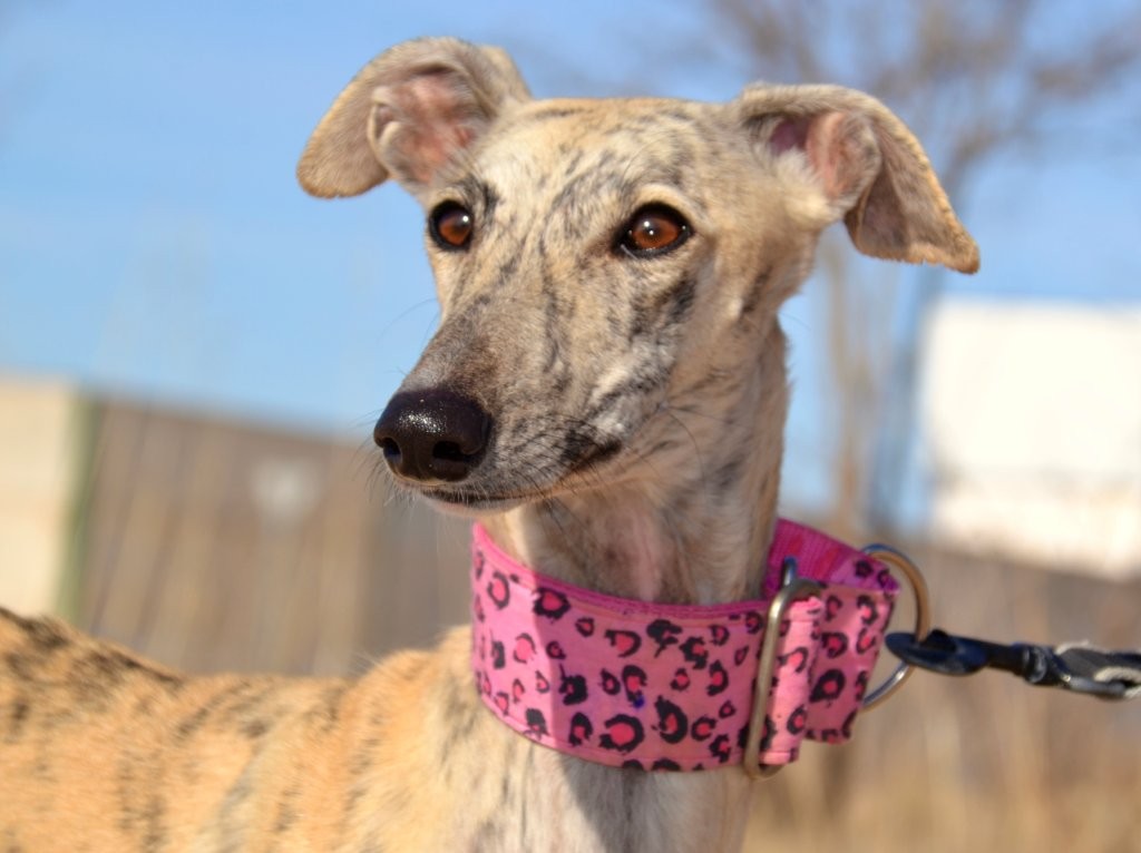 Photo de MENCIA, un lévrier en attente d adoption