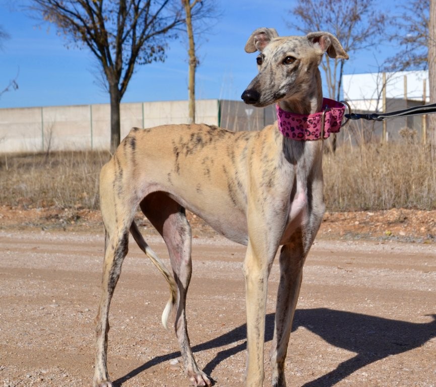 Photo de MENCIA, un lévrier en attente d adoption