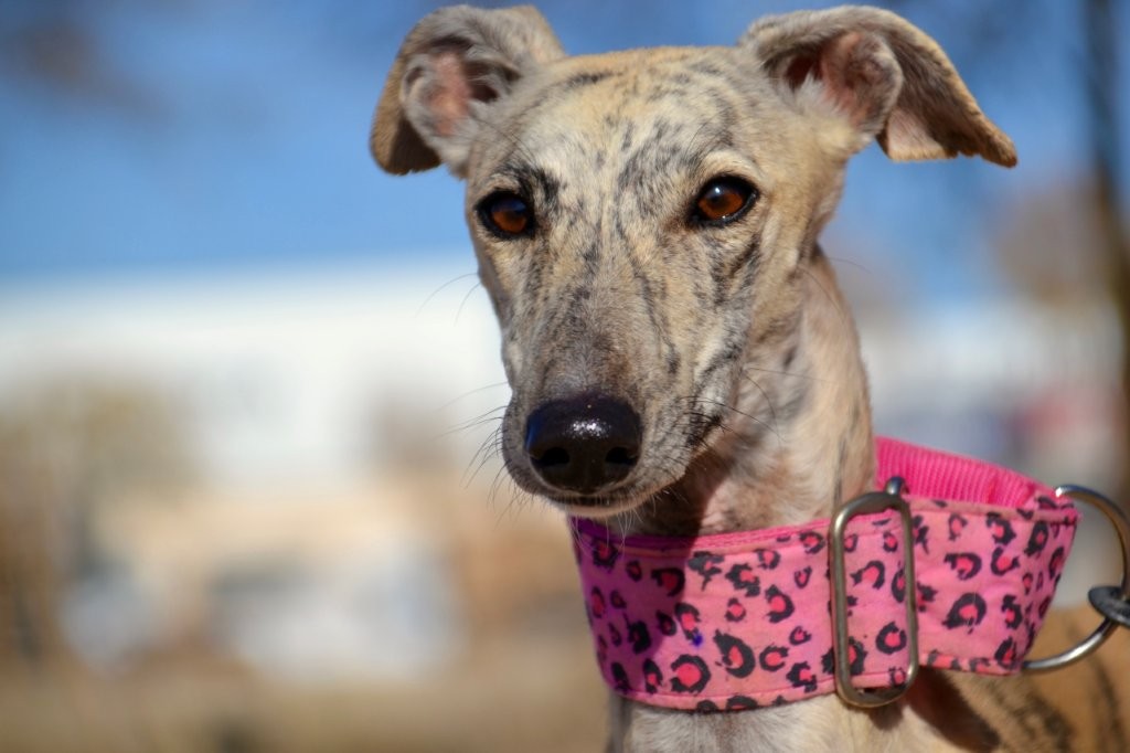 Photo de MENCIA, un lévrier en attente d adoption