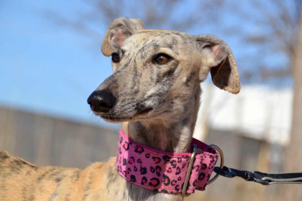 Photo de MENCIA, un lévrier en attente d adoption