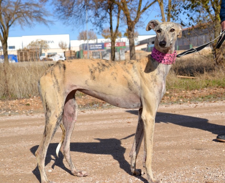 Photo de MENCIA, un lévrier en attente d adoption