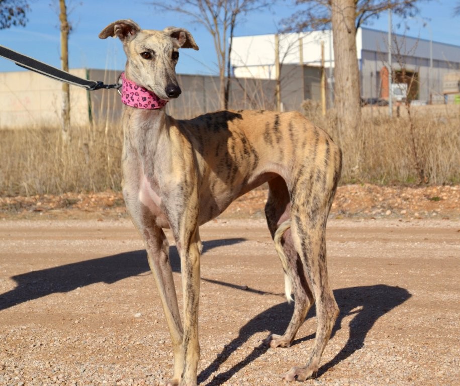 Photo de MENCIA, un lévrier en attente d adoption