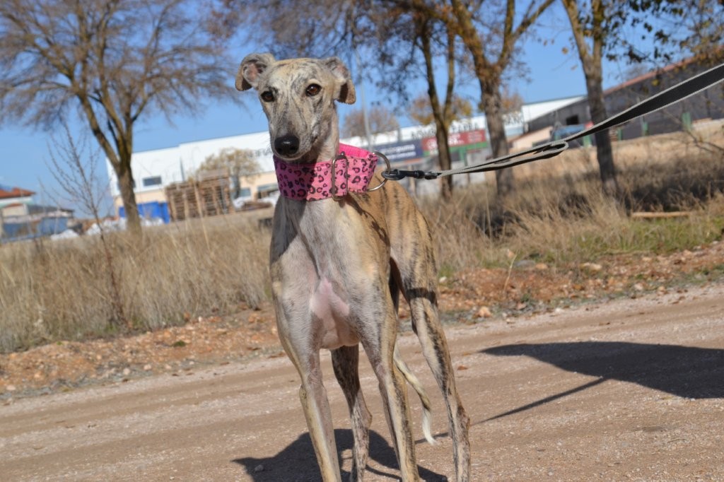 Photo de MENCIA, un lévrier en attente d adoption