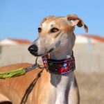 Photo de MIMOSA, un lévrier à adopté