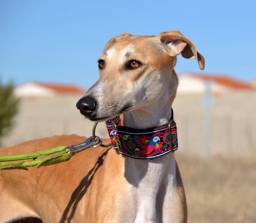 Photo de MIMOSA, un lévrier en attente d adoption