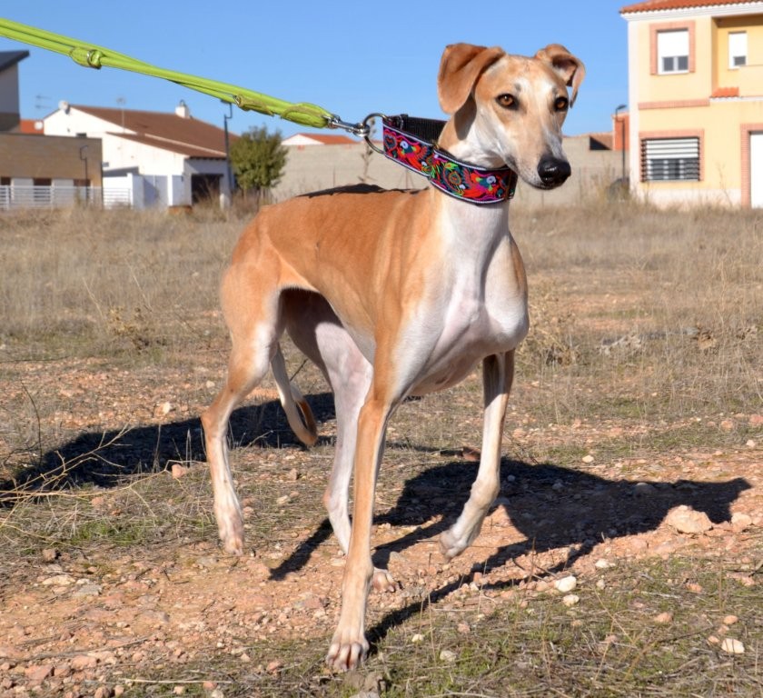 Photo de MIMOSA, un lévrier en attente d adoption