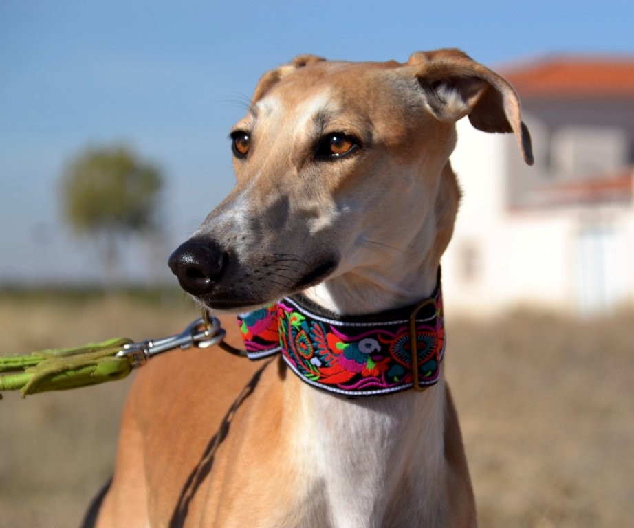 Photo de MIMOSA, un lévrier en attente d adoption