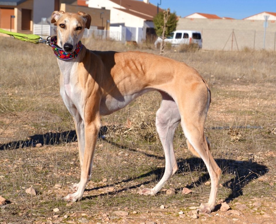 Photo de MIMOSA, un lévrier en attente d adoption