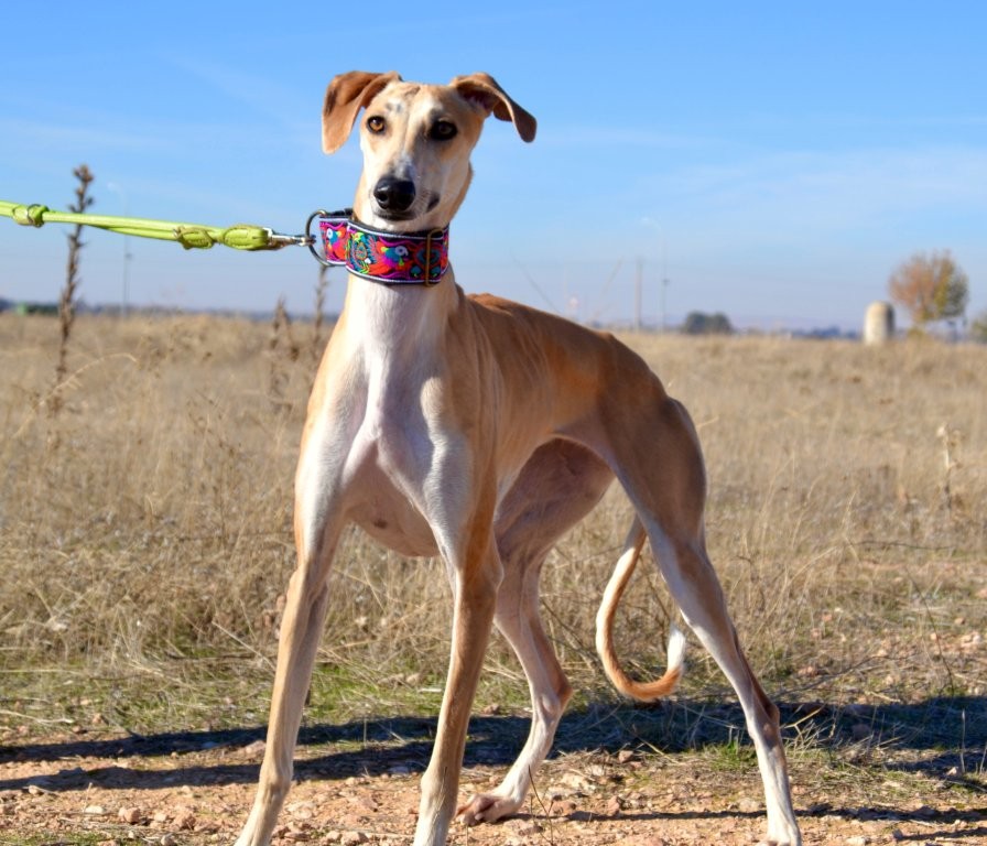 Photo de MIMOSA, un lévrier en attente d adoption