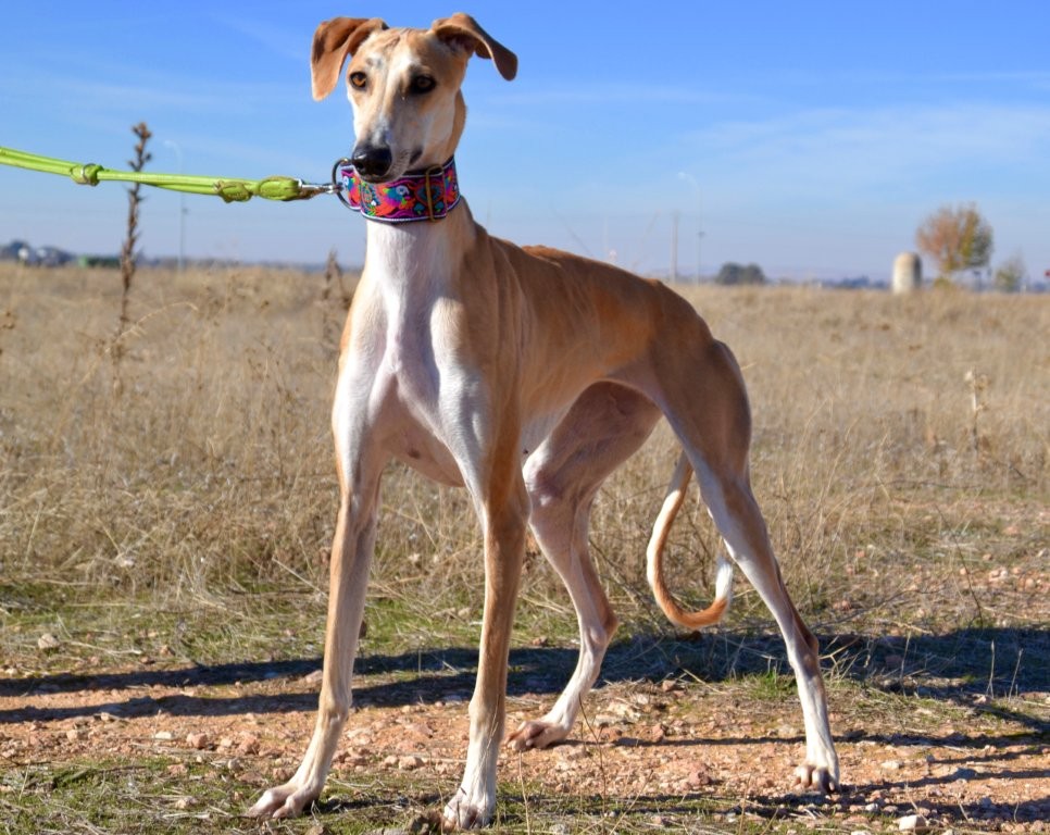 Photo de MIMOSA, un lévrier en attente d adoption