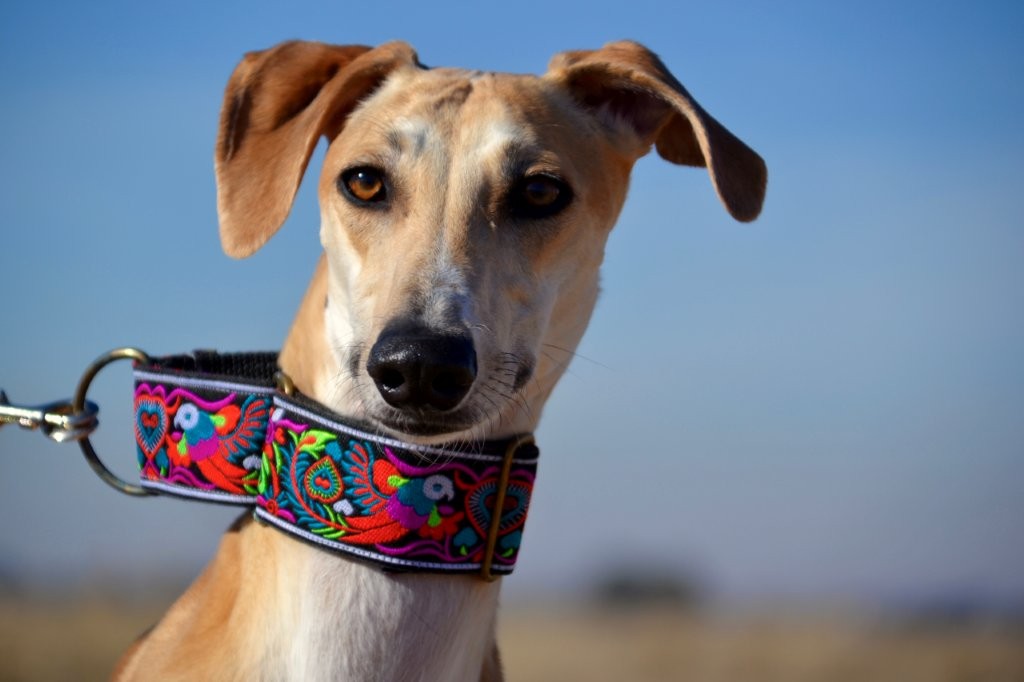 Photo de MIMOSA, un lévrier en attente d adoption