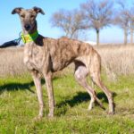 Photo de NINA, un lévrier à adopté