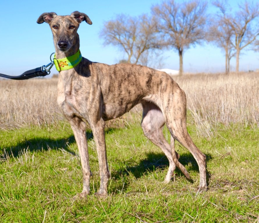Photo de NINA, un lévrier en attente d adoption