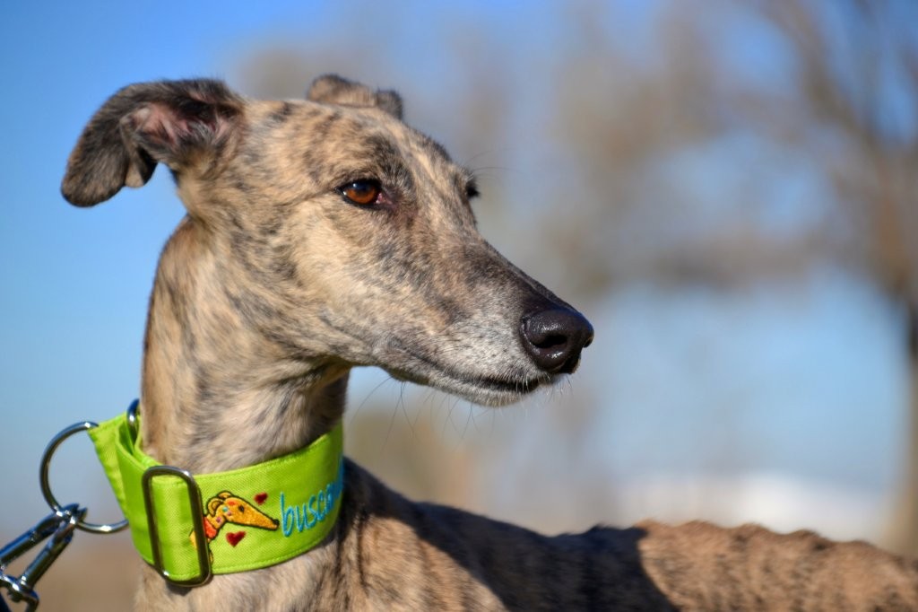 Photo de NINA, un lévrier en attente d adoption