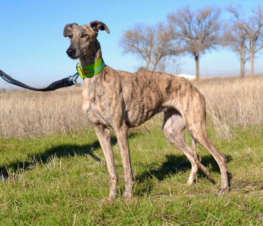Photo de NINA, un lévrier en attente d adoption