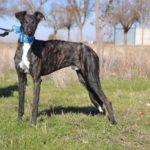 Photo de SANCHO, un lévrier à adopté