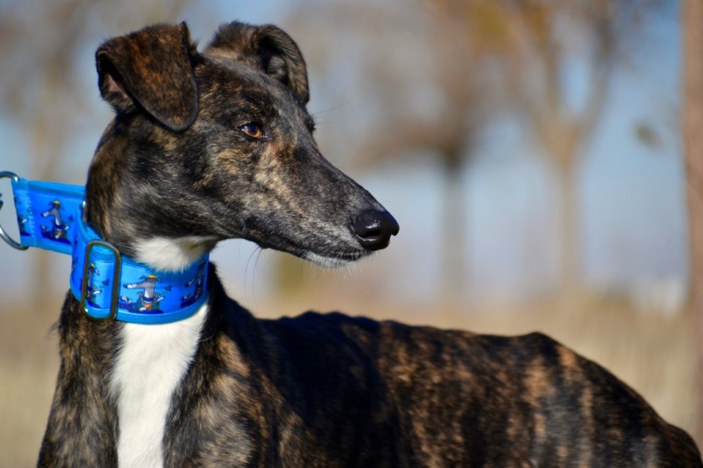 Photo de SANCHO, un lévrier en attente d adoption