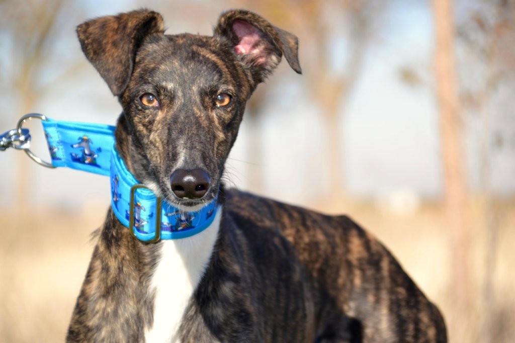 Photo de SANCHO, un lévrier en attente d adoption