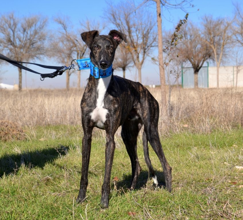 Photo de SANCHO, un lévrier en attente d adoption