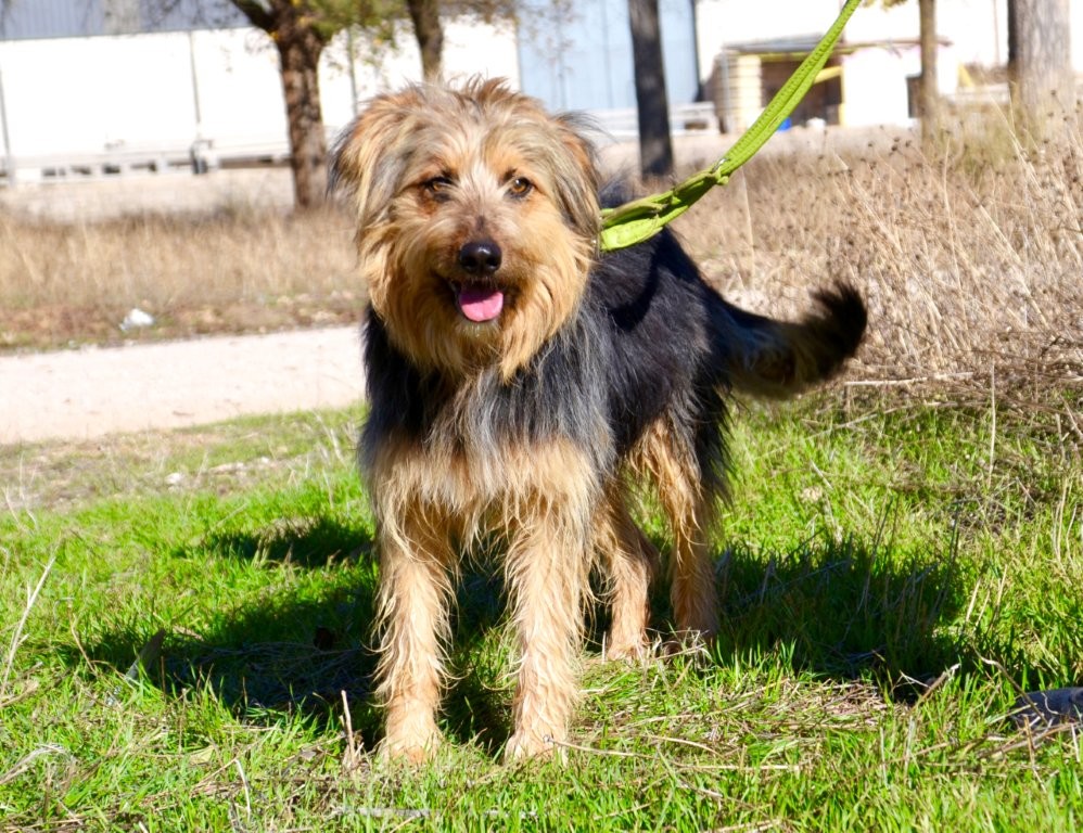 Photo de MARIANO, un lévrier en attente d adoption