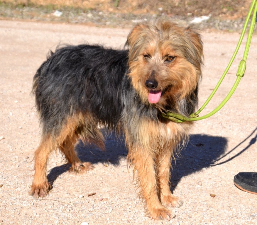 Photo de MARIANO, un lévrier en attente d adoption