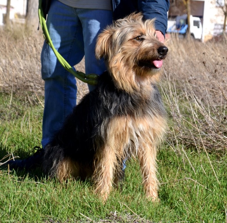 Photo de MARIANO, un lévrier en attente d adoption