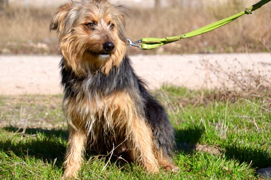 Photo de MARIANO, un lévrier en attente d adoption