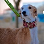 Photo de CAMILA, un lévrier à adopté