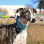 Photo de CARTUJA, un lévrier à adopté