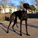 Photo de ESTELA, un lévrier à adopté