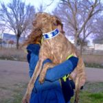 Photo de HIPO, un lévrier à adopté