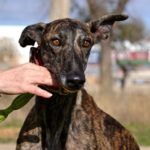 Photo de JORGE, un lévrier à adopté