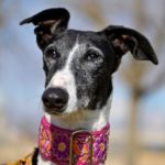 Photo de MANCHEGA, un lévrier à adopté