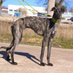 Photo de ORBE, un lévrier à adopté