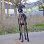 Photo de ROSA, un lévrier à adopté