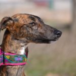 Photo de SALSA, un lévrier à adopté