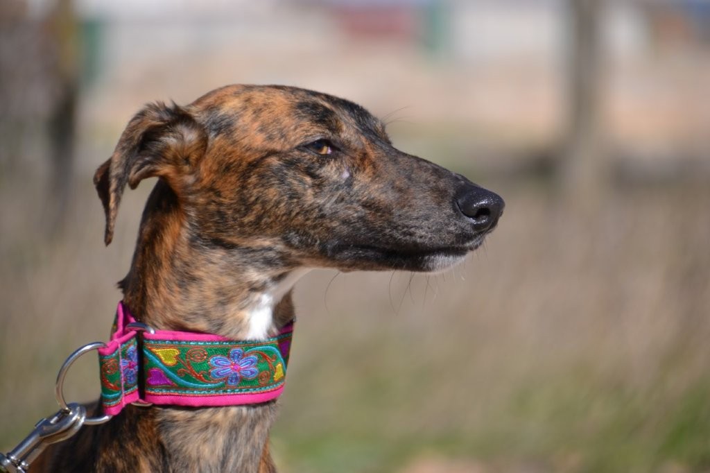 Photo de SALSA, un lévrier en attente d adoption