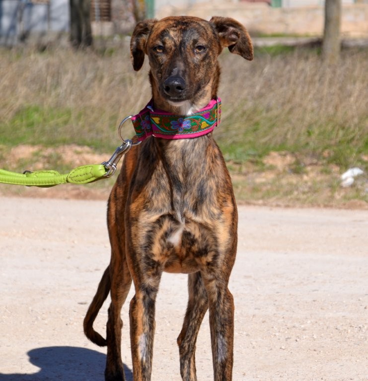 Photo de SALSA, un lévrier en attente d adoption