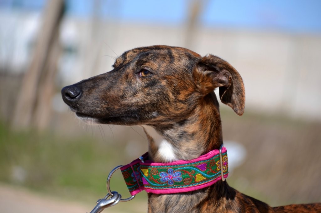 Photo de SALSA, un lévrier en attente d adoption