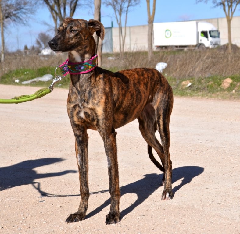 Photo de SALSA, un lévrier en attente d adoption