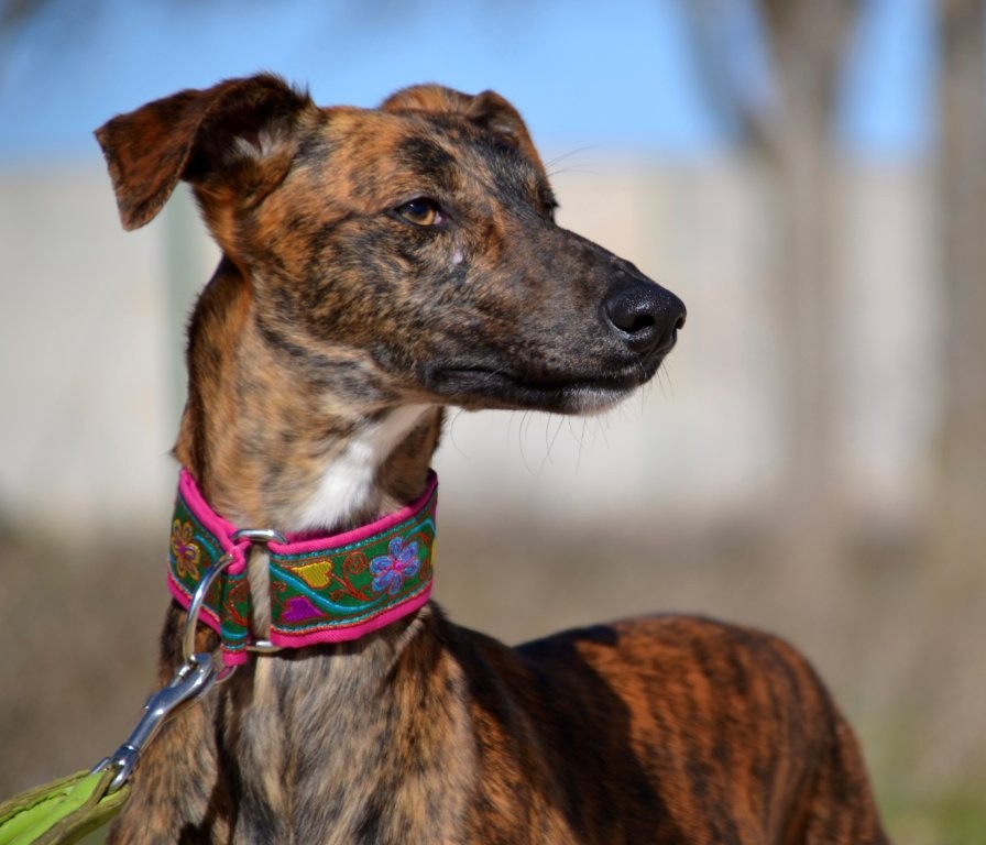 Photo de SALSA, un lévrier en attente d adoption