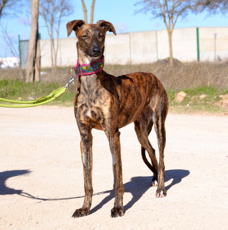 Photo de SALSA, un lévrier en attente d adoption