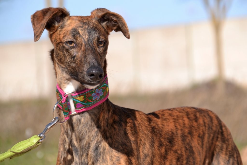 Photo de SALSA, un lévrier en attente d adoption