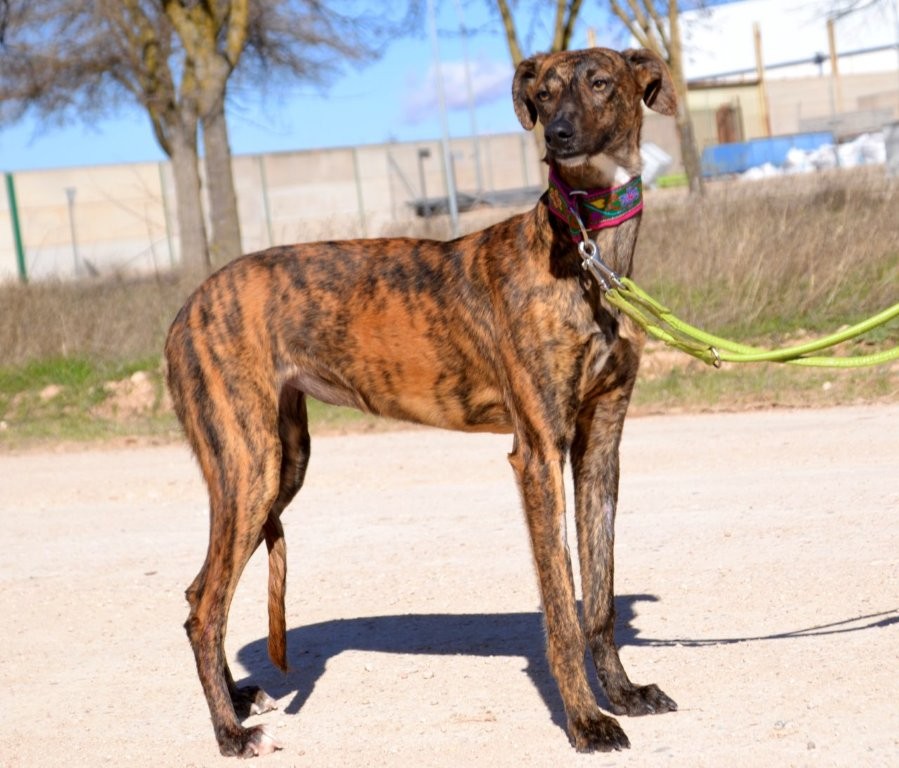 Photo de SALSA, un lévrier en attente d adoption