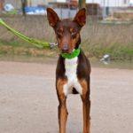 Photo de THOR, un lévrier à adopté