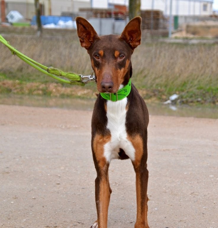 Photo de THOR, un lévrier en attente d adoption