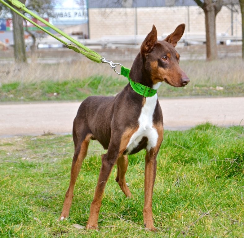 Photo de THOR, un lévrier en attente d adoption