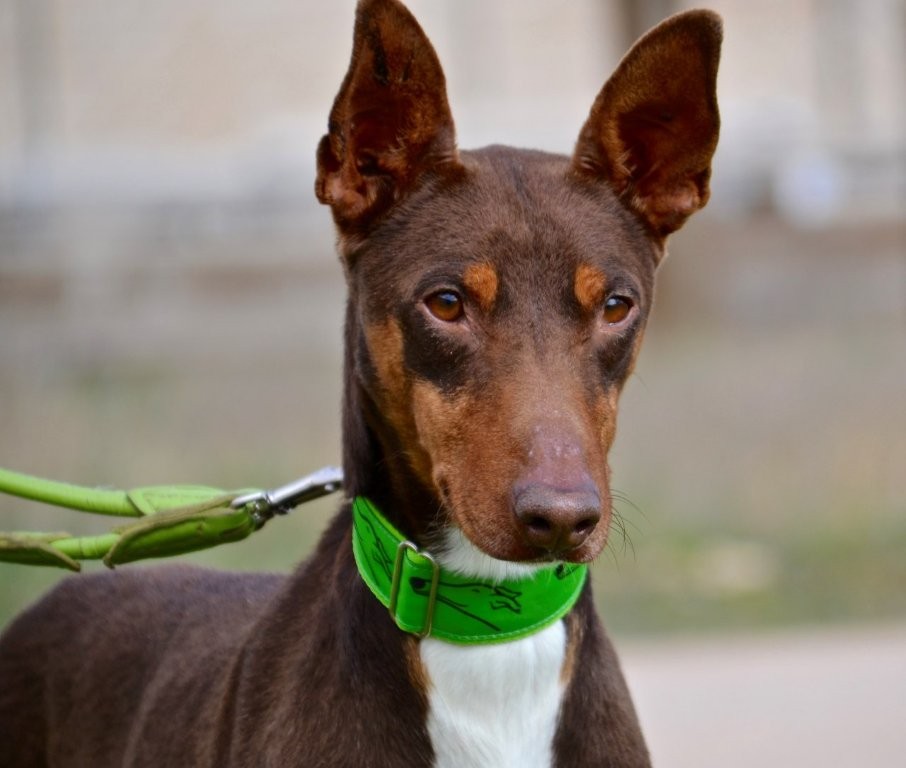 Photo de THOR, un lévrier en attente d adoption