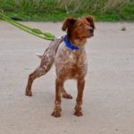 Photo de VALLE, un lévrier à adopté